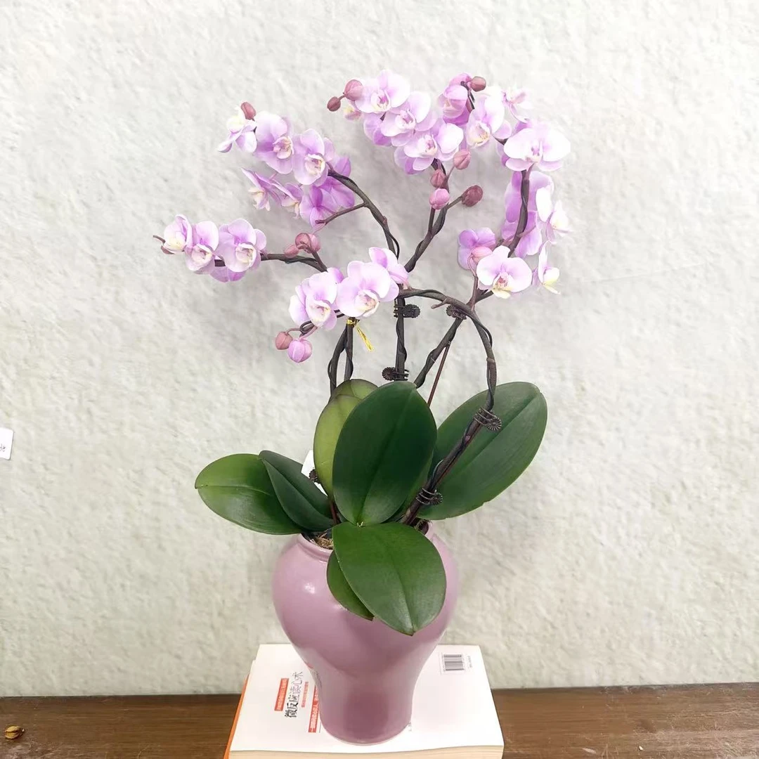 国华优选【小梅花】蝴蝶兰绿植花卉艺术高级盆栽植株 很好养