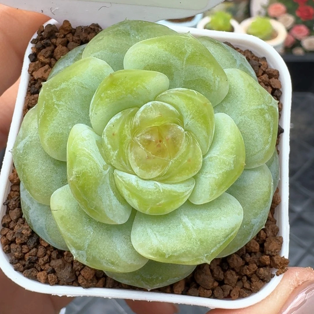 0624-139-嫦娥单头
