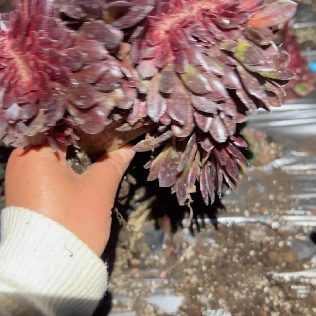 ，363 号多肉植物法师新年福利