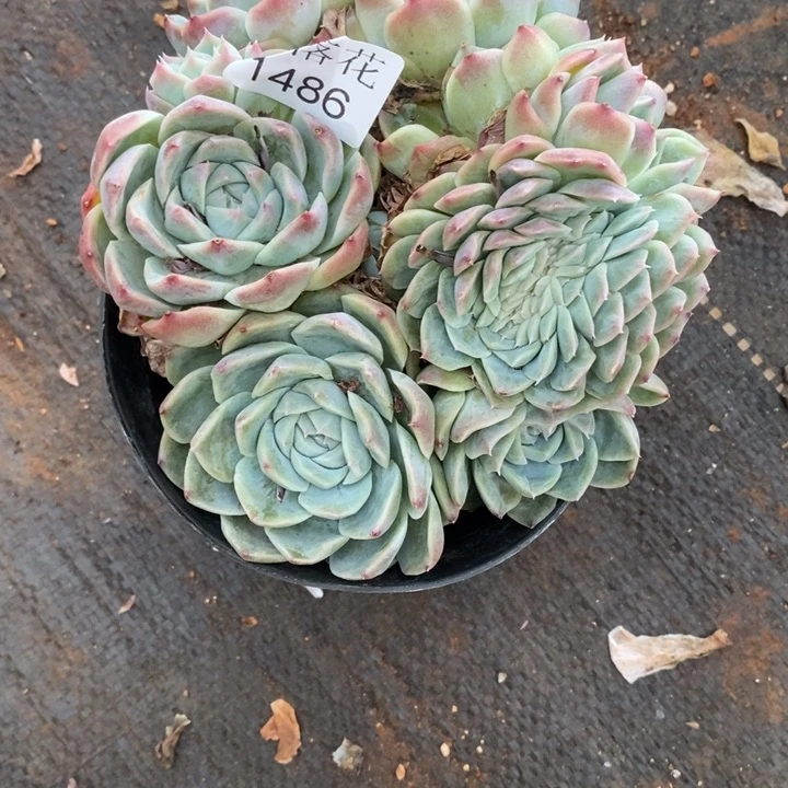 用***3精品多肉植物1486