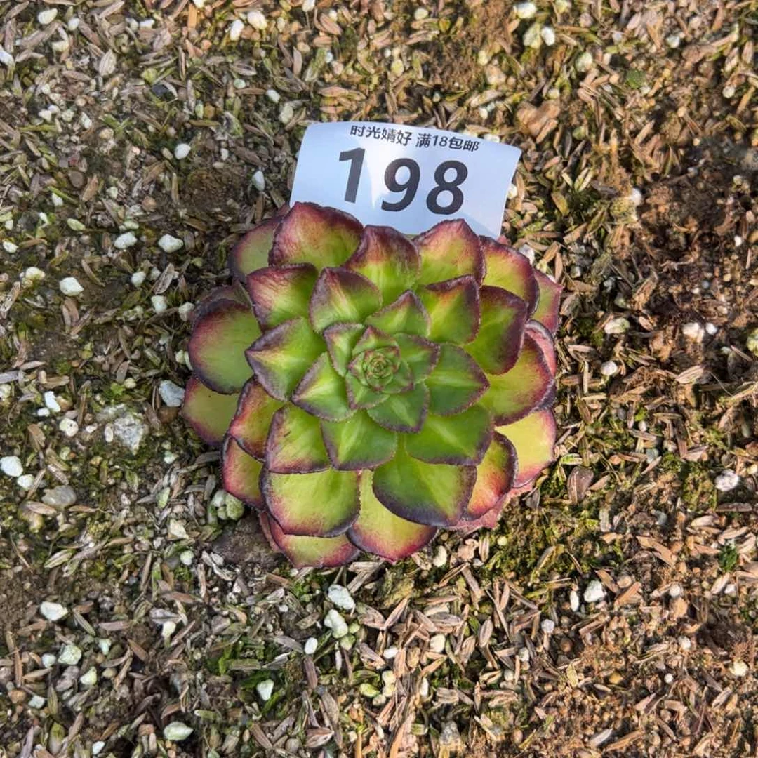 198海王七彩多肉植物