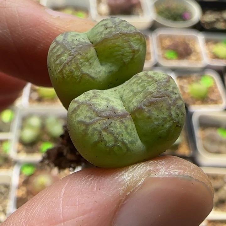 杂交漂亮多肉植物14