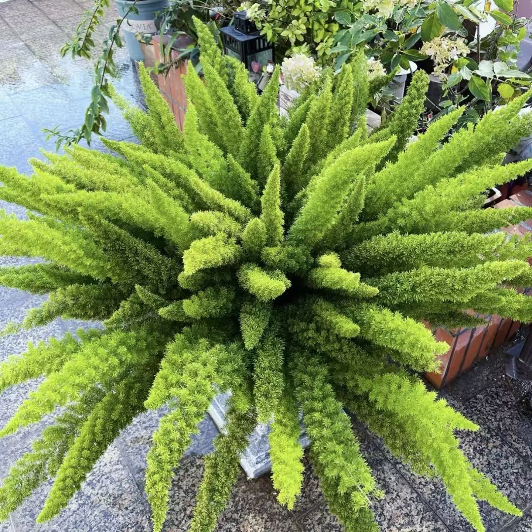 狐尾天门冬绿植盆栽多年生四季常青庭院阳台花境植物美观