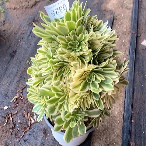 325芳华多肉法师锦