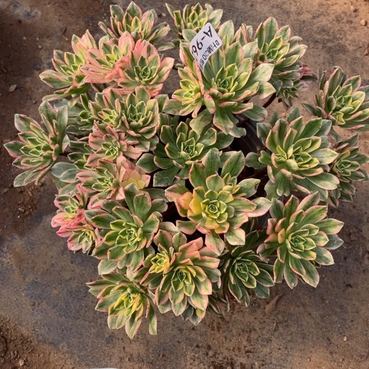 968甜茶多肉12456789