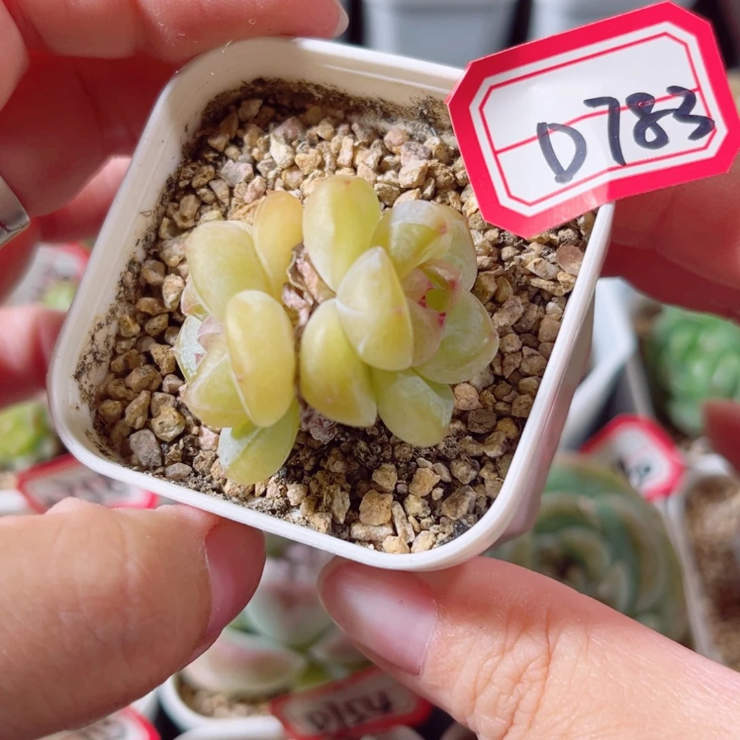 D783 一物一拍 18包邮 香脚虾