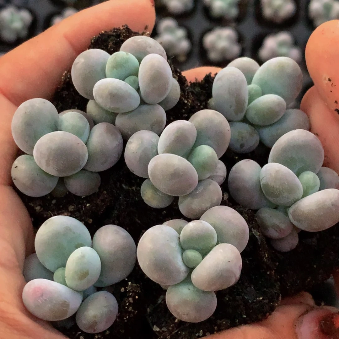 奶酪11颗。包邮。多肉 多肉