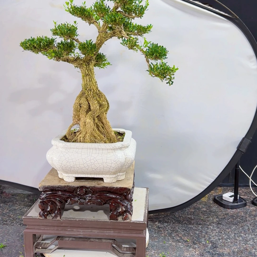 当前无花朵，栽培后可花朵