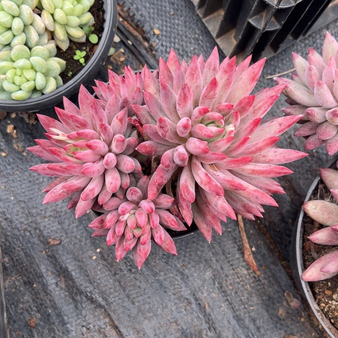 多肉羽衣体虞美人【非偏远满18包邮】