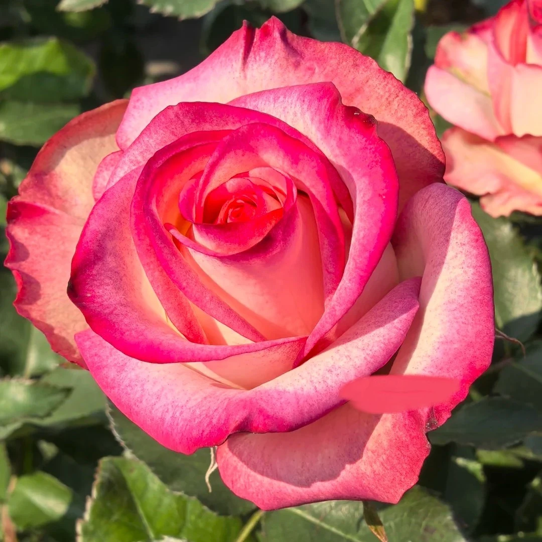 【帕洛玛】复色玫瑰月季花苗灌木多季节丰花阳台庭院盆栽花卉