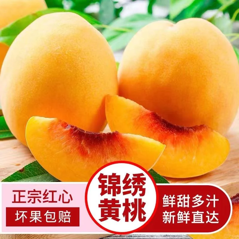 山东锦绣黄桃脆甜爽口多汁应季新鲜水果坏果包赔现摘发