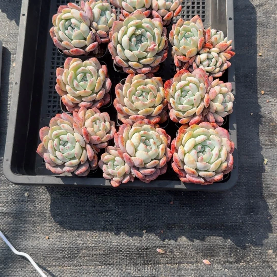 兵*一筐组合.专拍链接