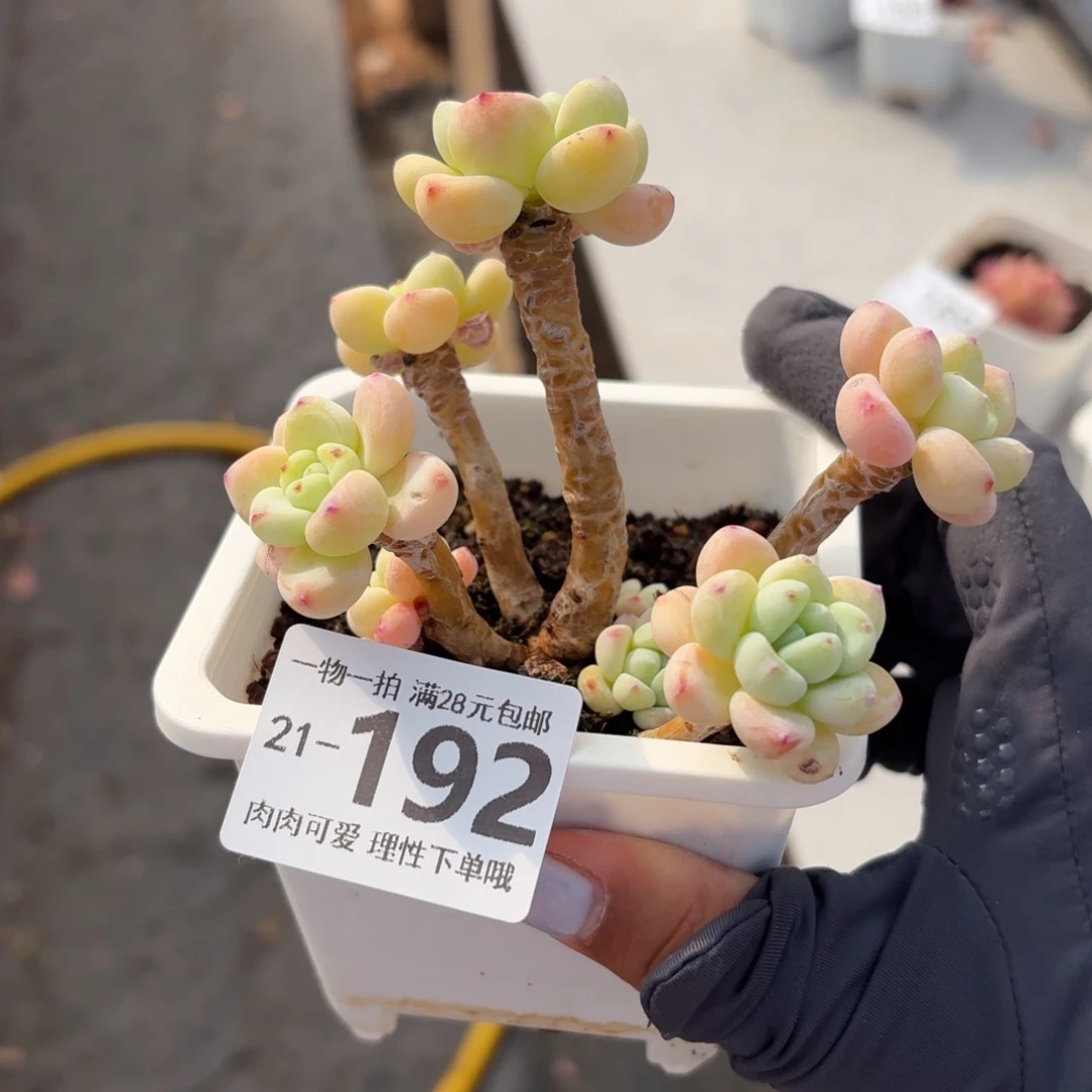 樱花洛神无盆土发货无