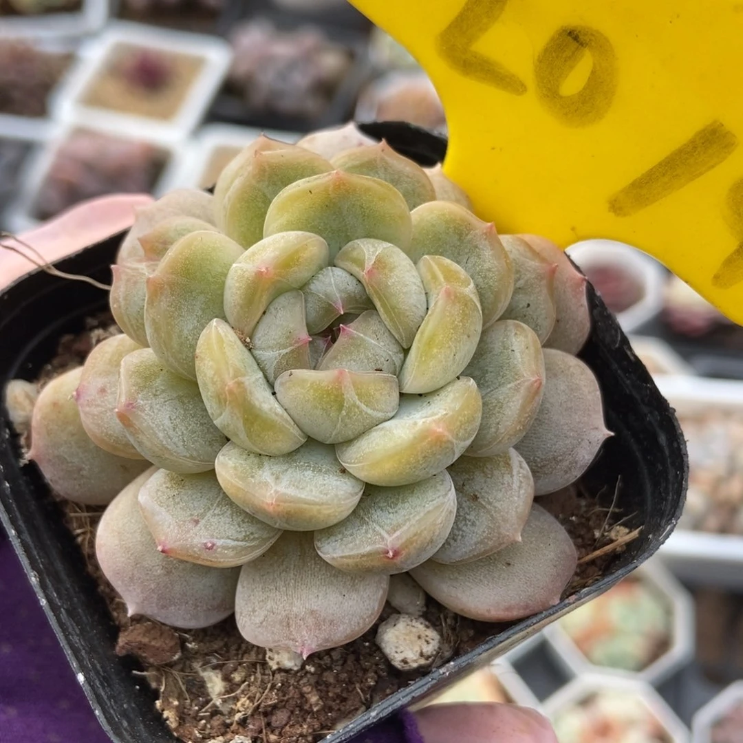 2014白恋duopoly is多肉