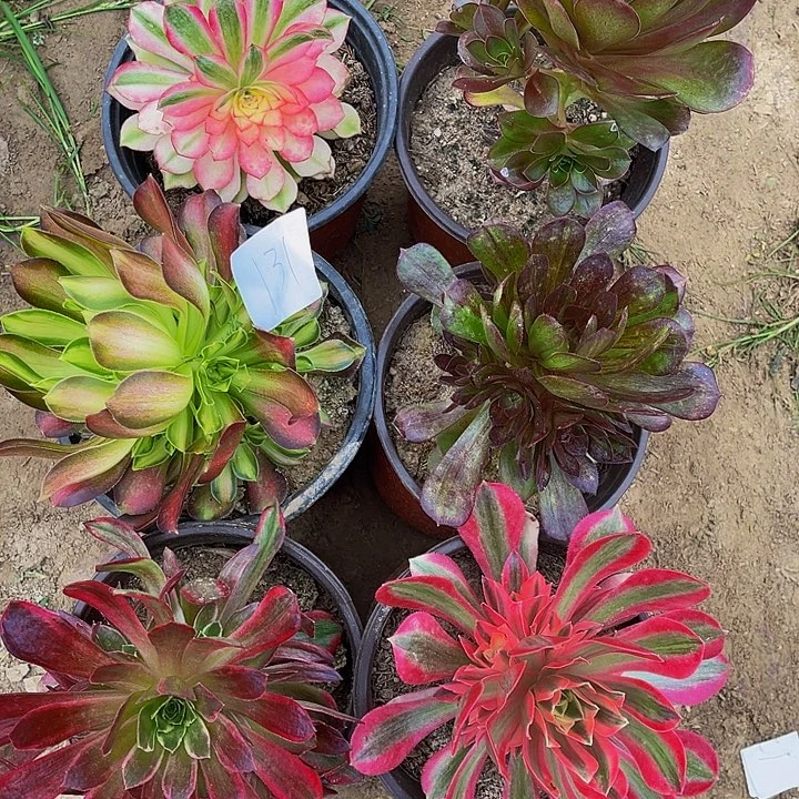 法师锦多肉组合131