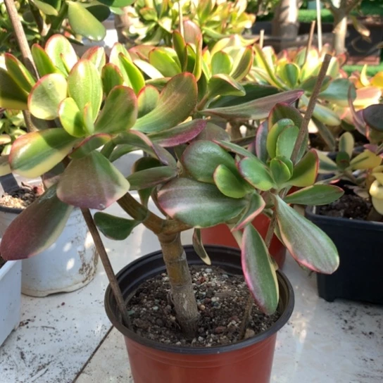 489老花脱土发货