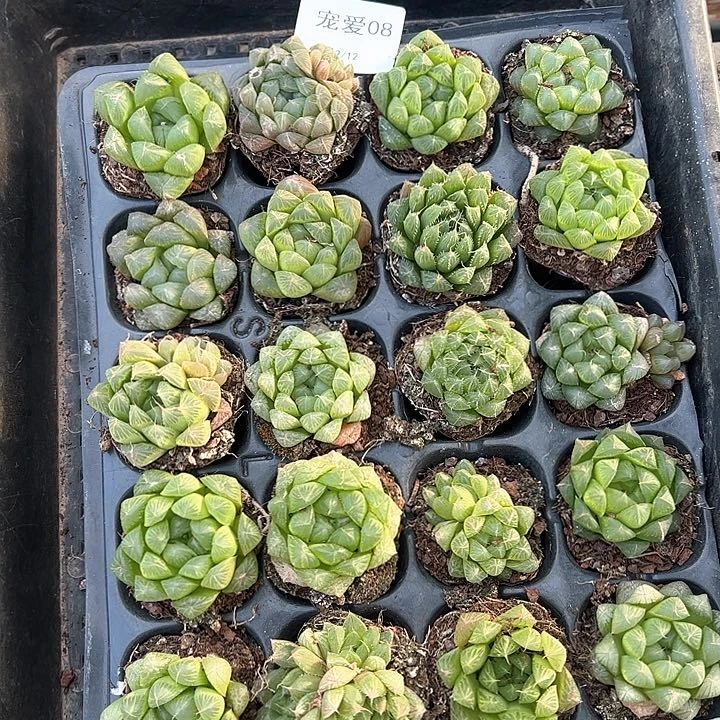 直播福利一物一拍08