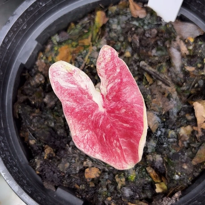 ?****ノ111-0510彩叶芋广东现货