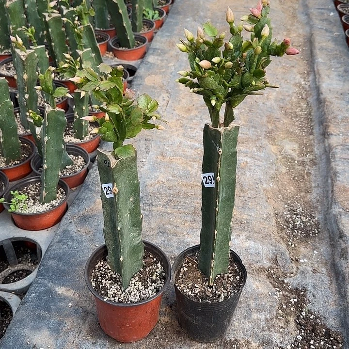 293+294嫁接蟹爪兰：038+011