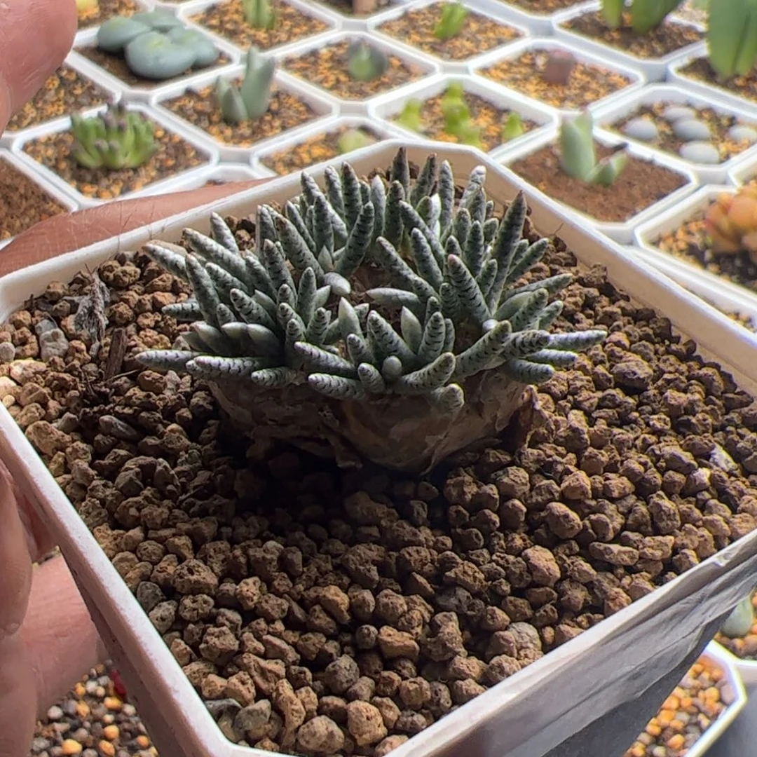 11.17轫锦多肉植物组合42