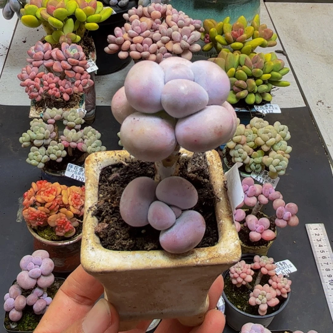 869芭比奶酪3cm多肉