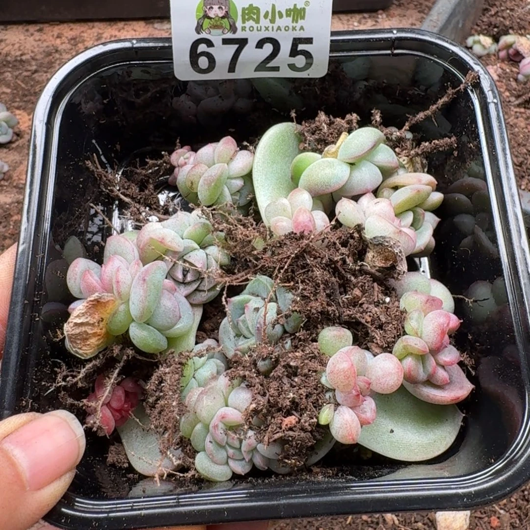 ****雅多肉植物多肉植物