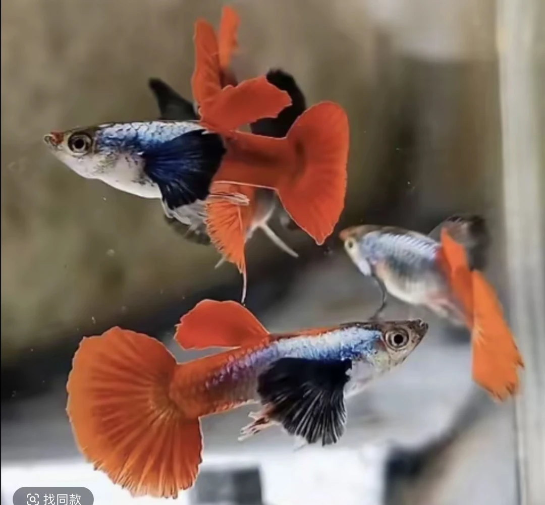 『白金象耳』凤尾耐养好养纯种易繁殖观赏鱼苗小鱼易活淡水