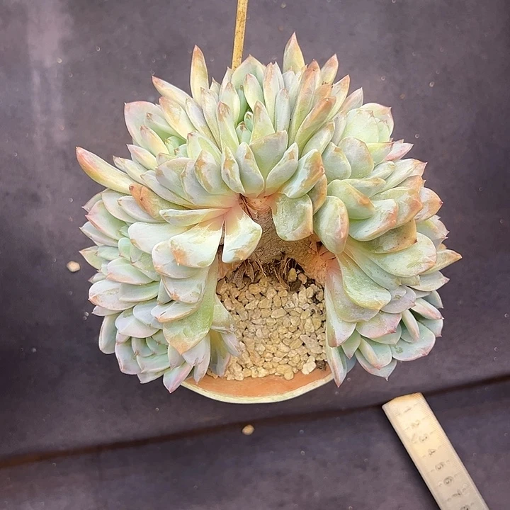 冰魄朵朵整板多肉植物