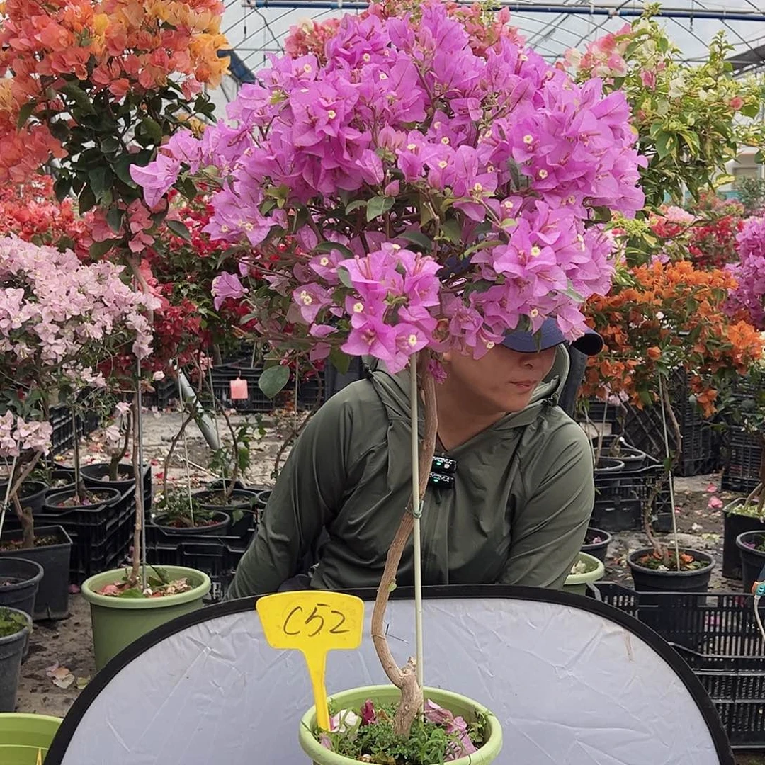 识***理大部分花苞少量开放C52巴西紫
