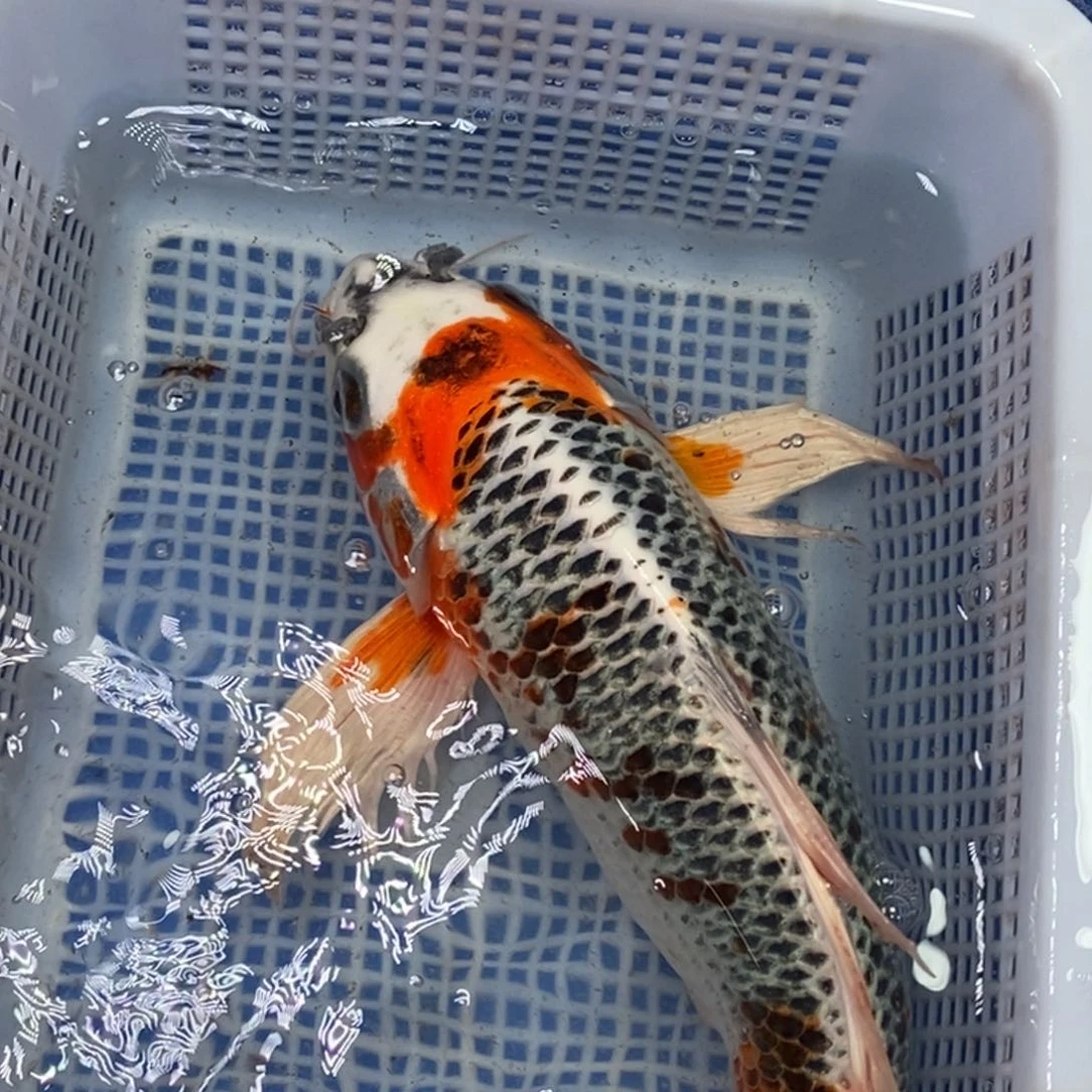 锦鲤冷水锦鲤包邮