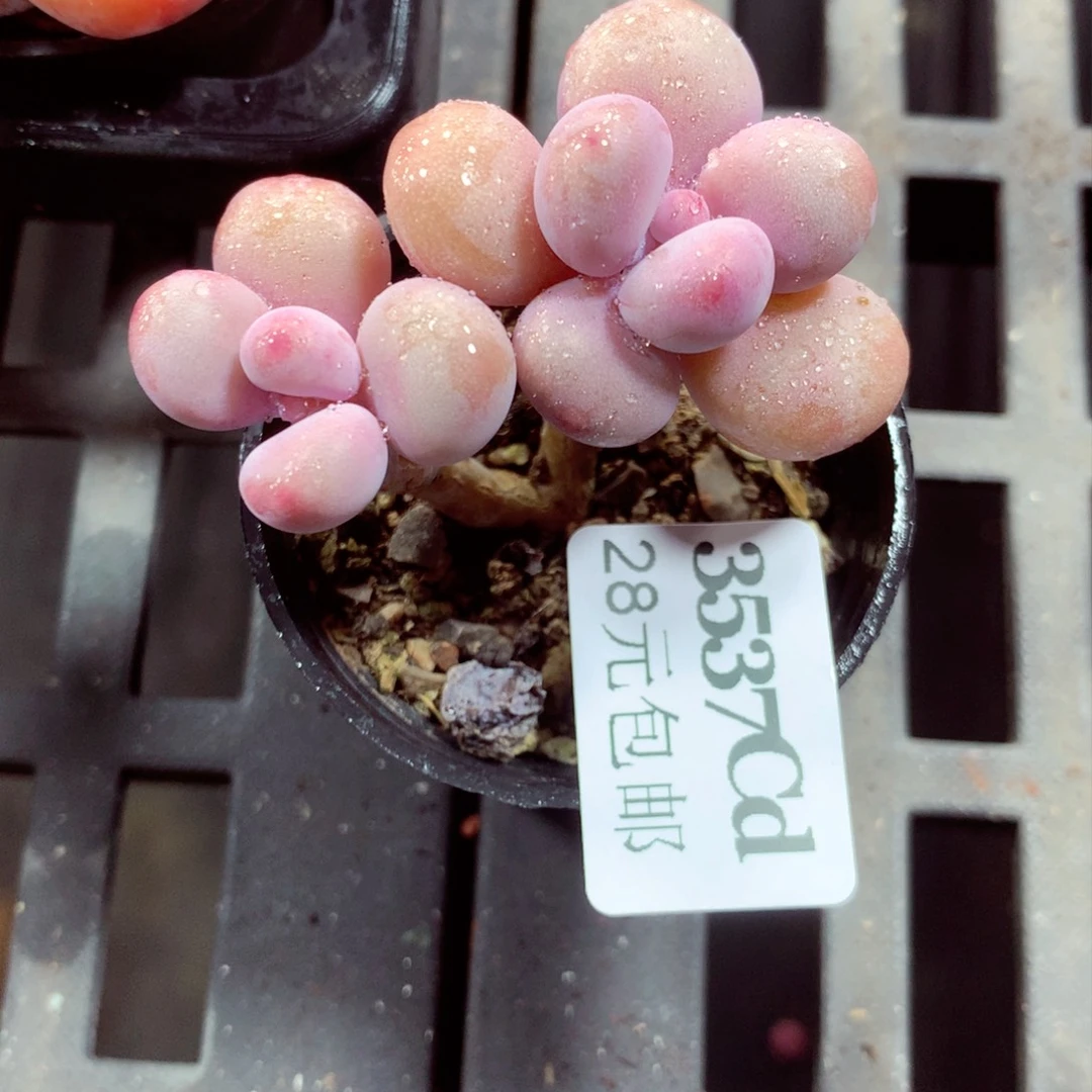 5厘米盆精控多肉3537