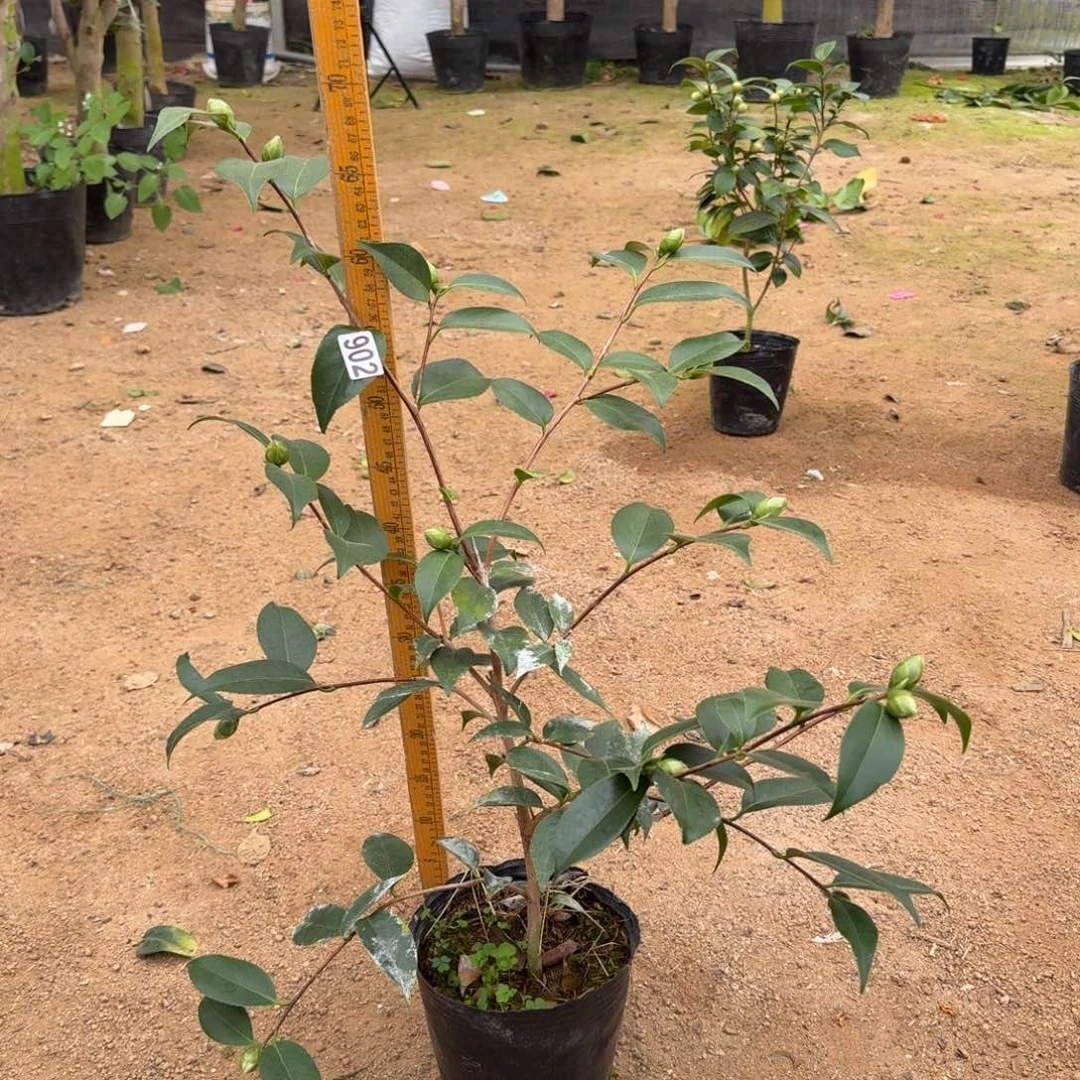 少量花朵（建议范围：2朵-5朵 或40%以下）902孔雀玉浦