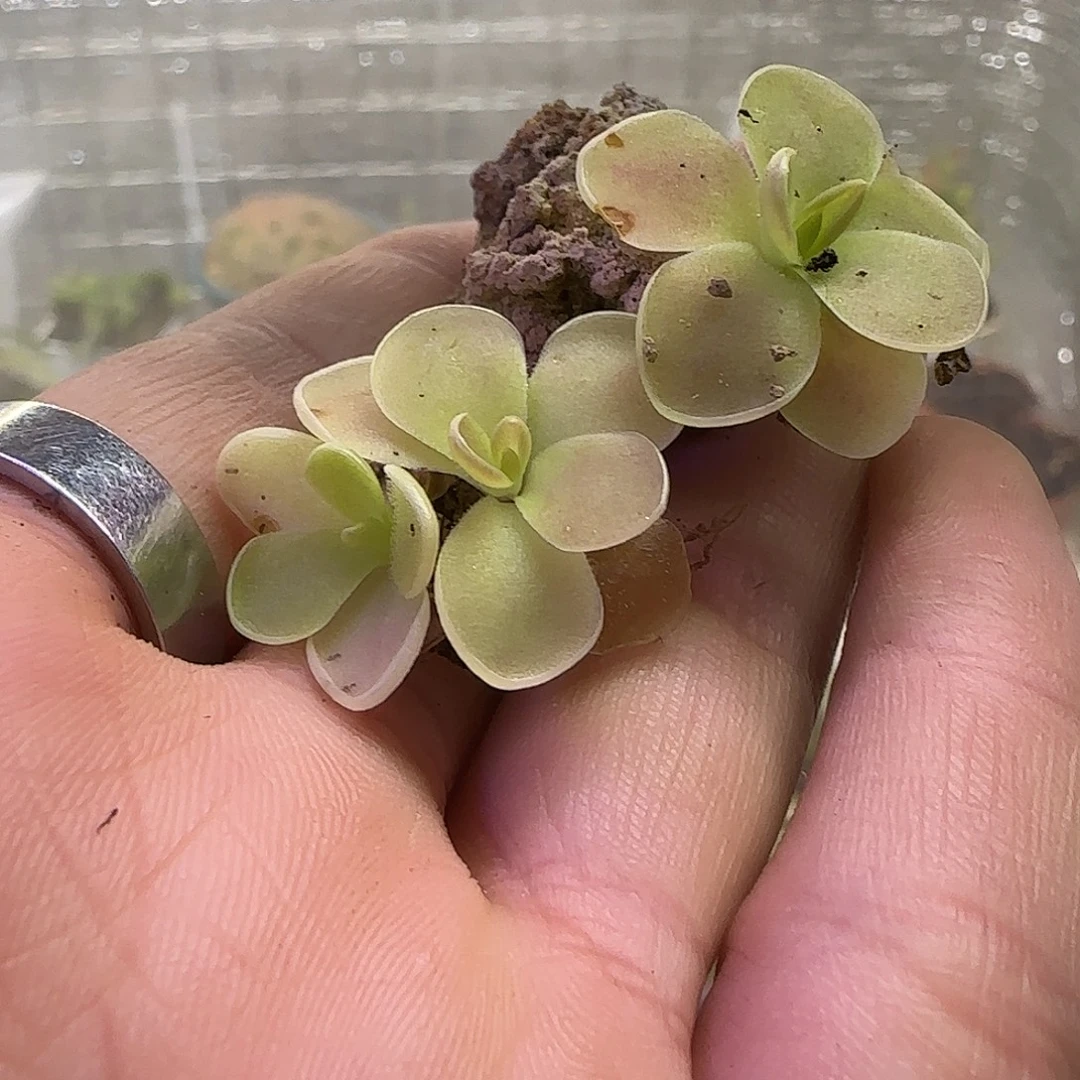 无花朵专拍鲲轮捕虫堇