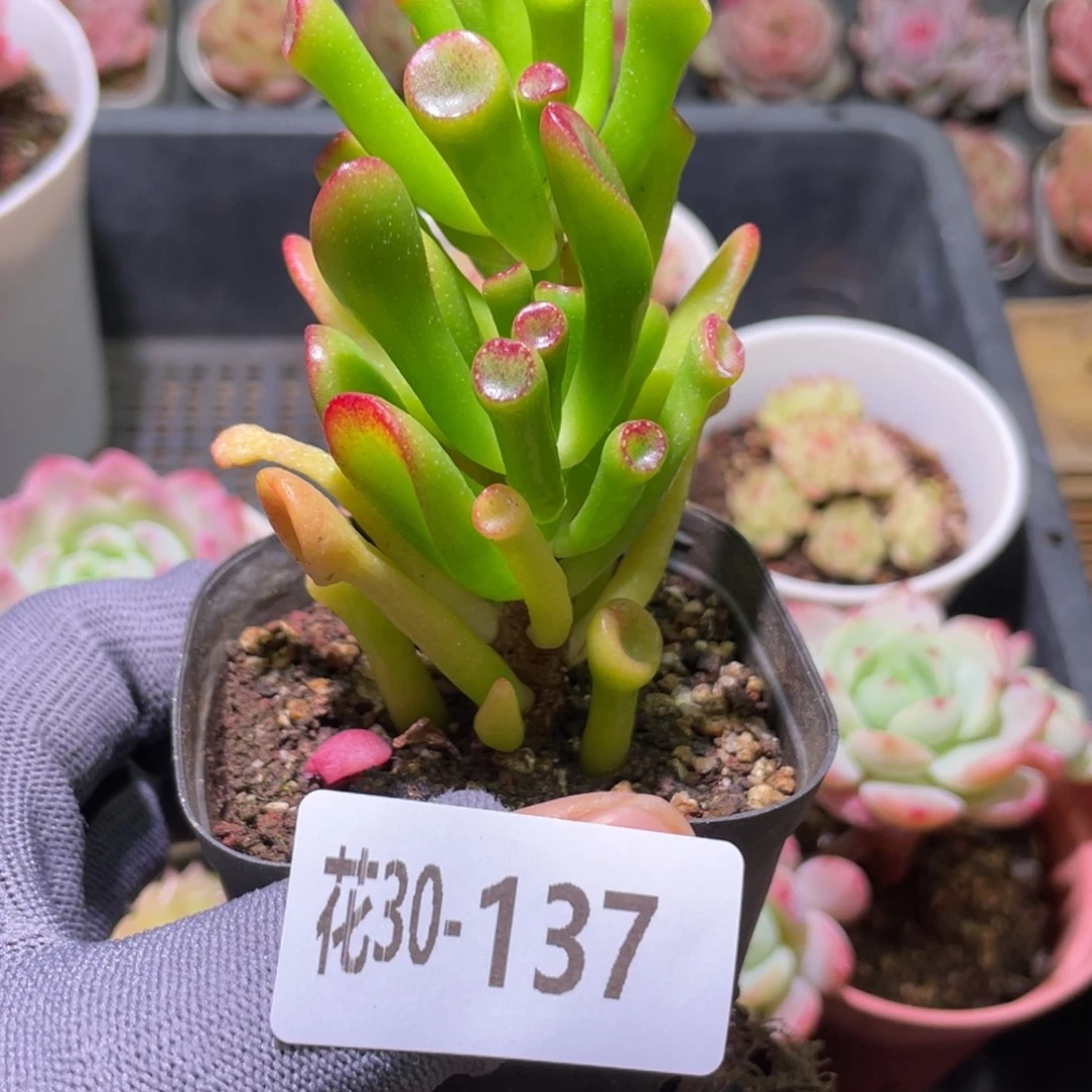 花利美30-137吸财树