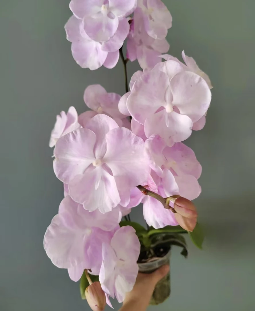 破损苗处理【云朵】蝴蝶兰-3.0苗子发货 没有花剑【凑满2颗发货】