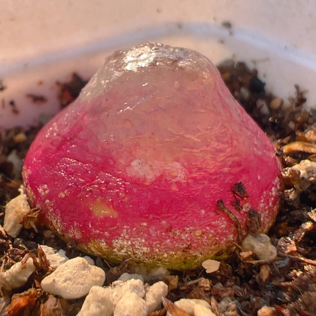 M****.32多肉植物百科知识