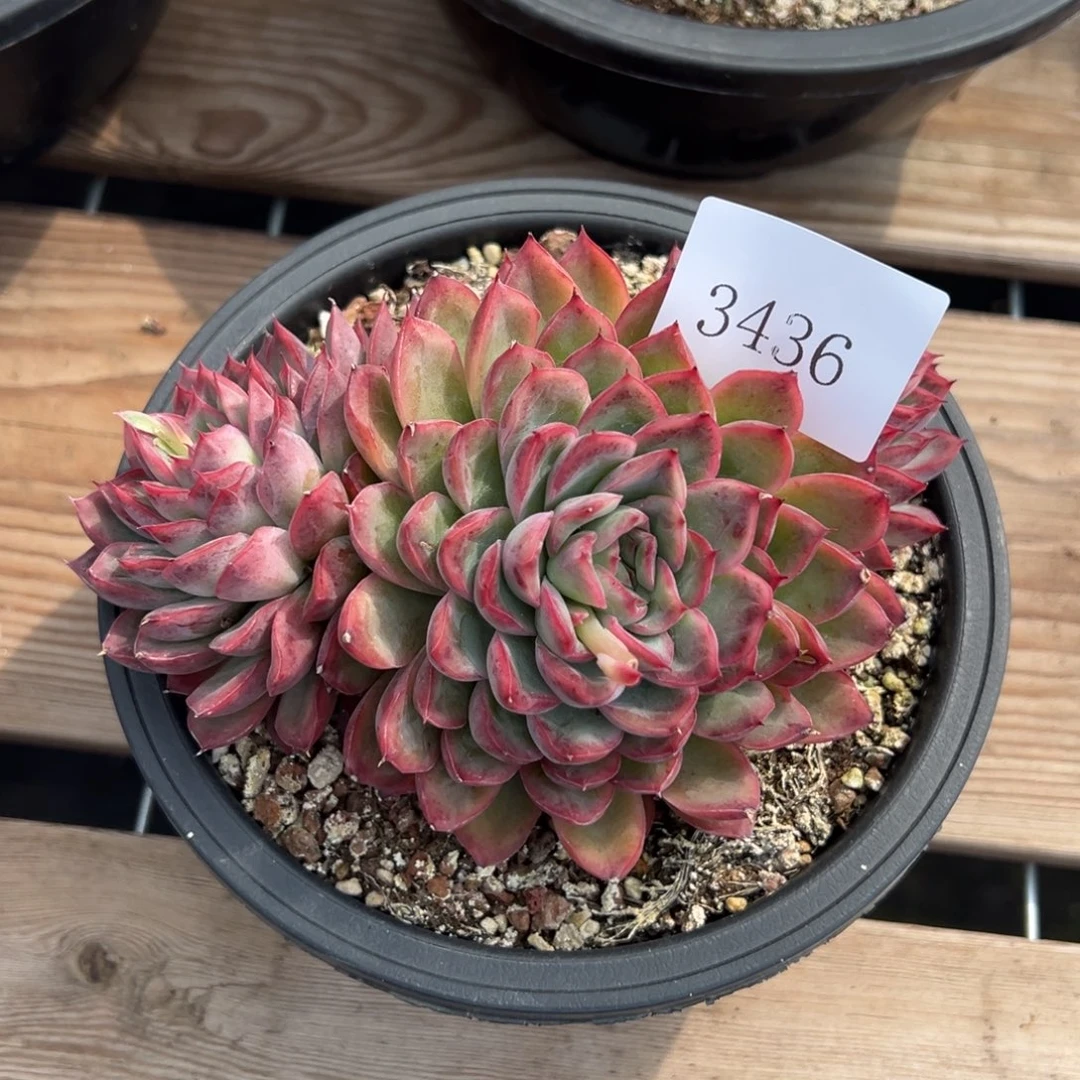 格3436多肉多多多多