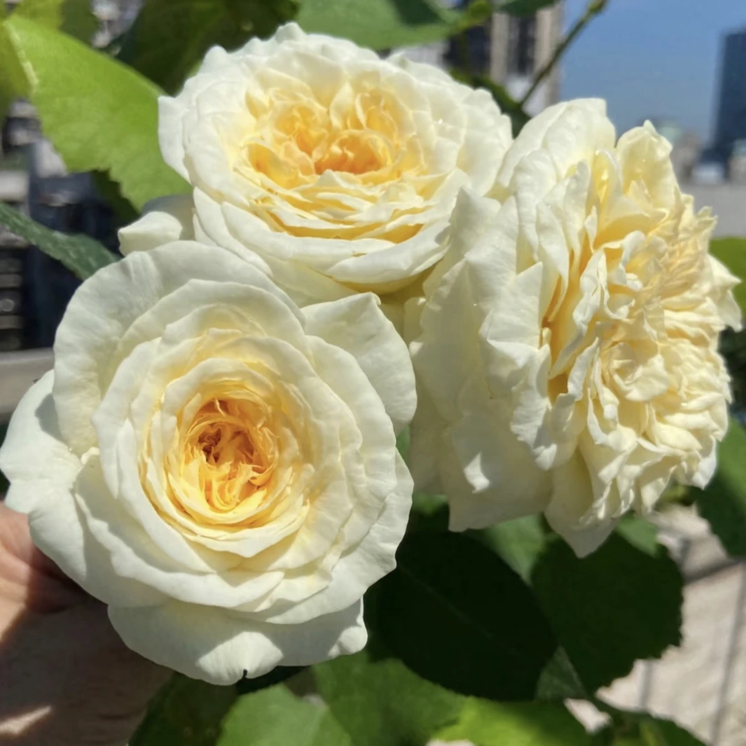 【尼罗娜独颗】大花黄色奥斯丁耐热抗晒好养护抗病性强花卉绿植盆栽