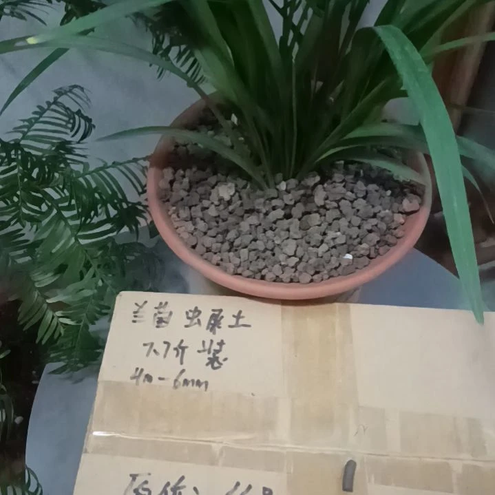 红***泥兰菌颗粒虫屎7.7斤