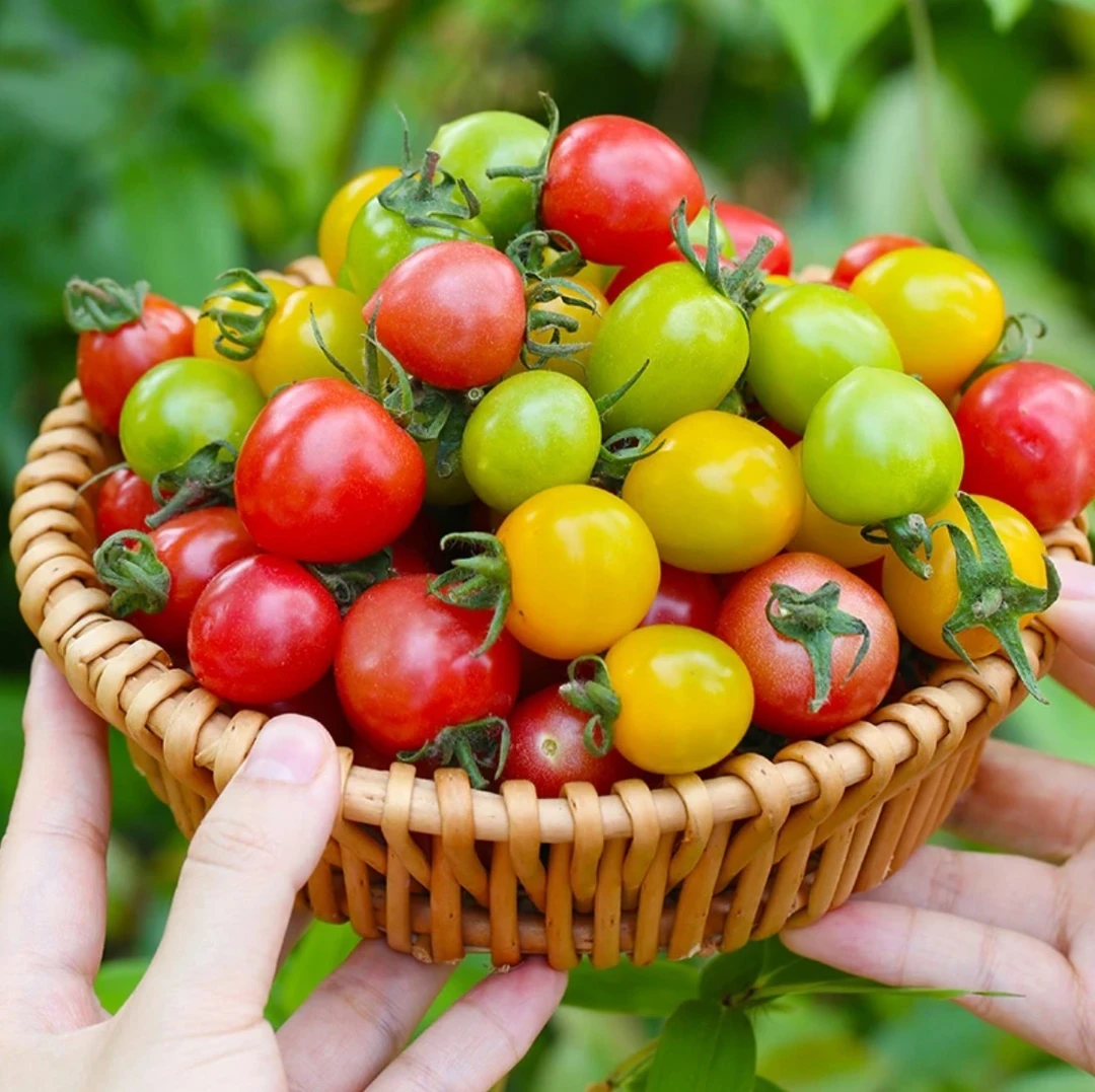 【顺丰包邮】现摘青甜2号小番茄三色小番茄组合香甜爆汁圣女果