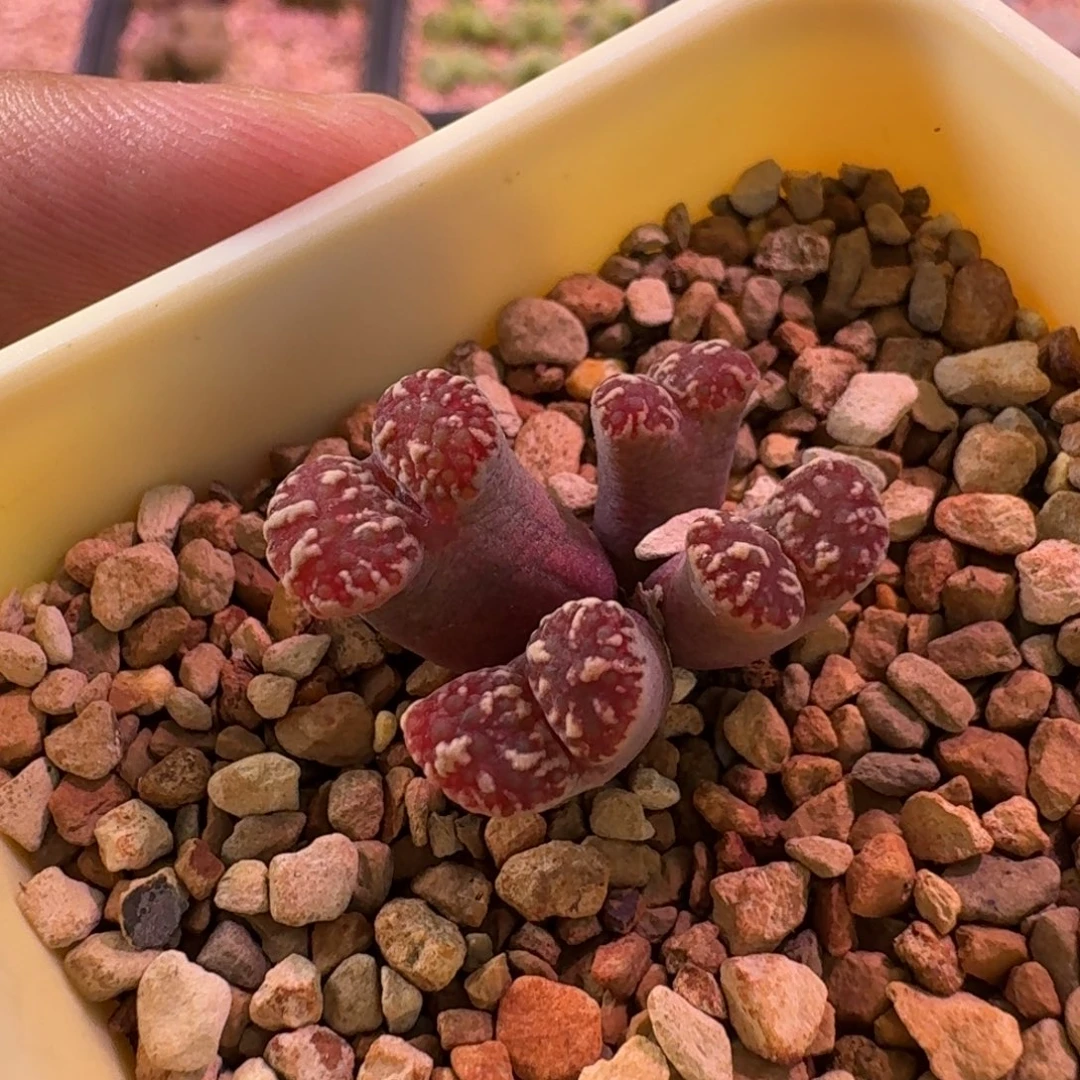 云缦精品番杏31.10红色鱼籽酱鸟哈尼