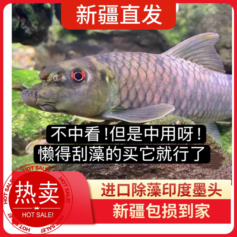 新疆鱼乐圈墨头鱼冷水原生鱼除藻工具鱼清理缸壁吃鱼便底层清道夫