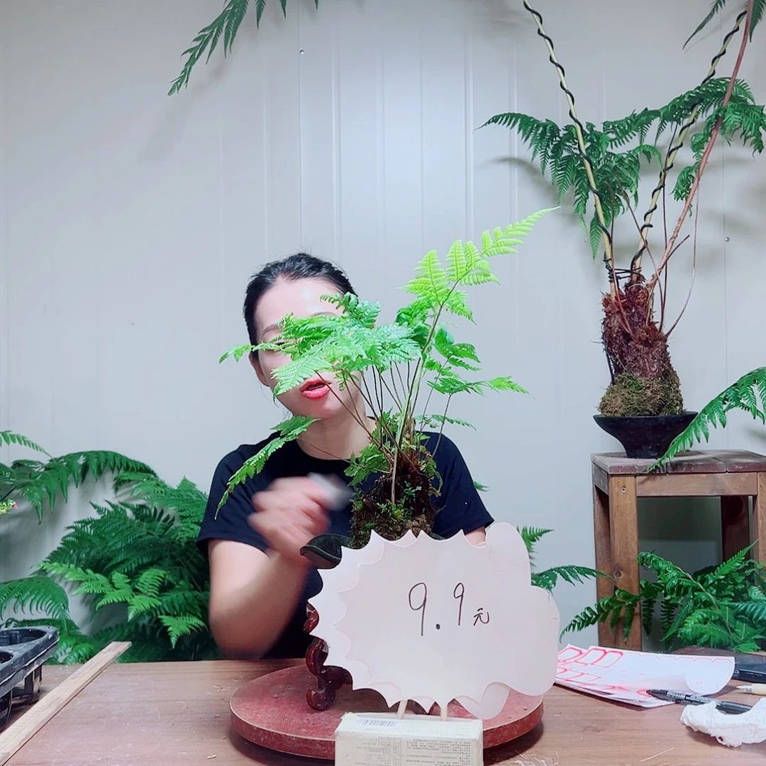 无花朵不****)金丝虹鳞蕨