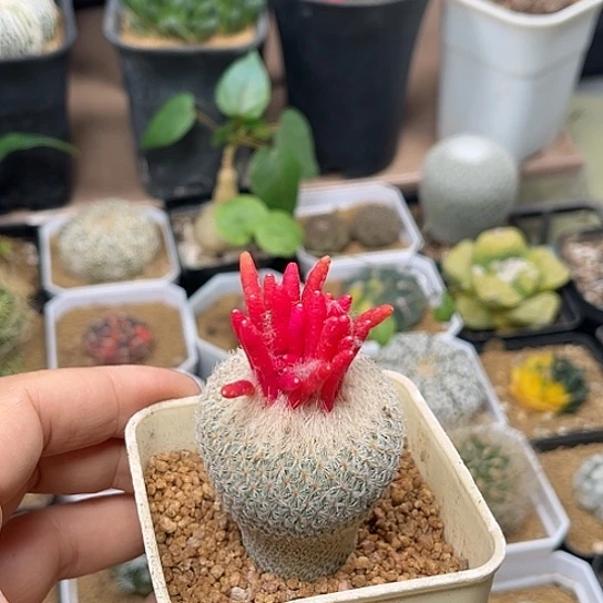 无花朵月世界实生老球母本带种荚