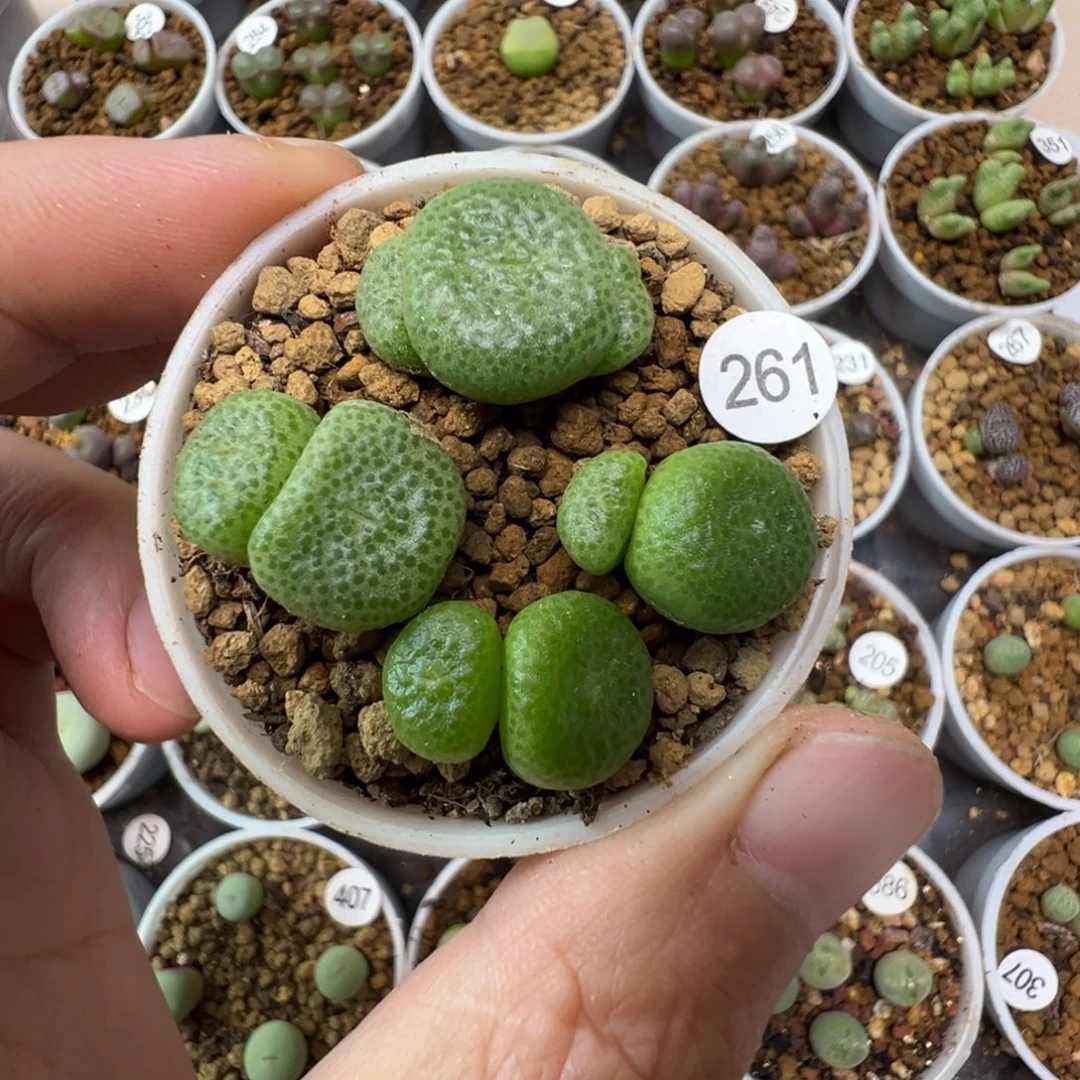 大型青团一颗脱土261000