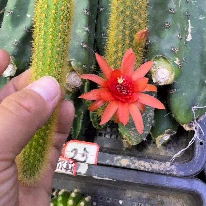 304垂吊金妞红水晶3个无根侧牙,20包邮