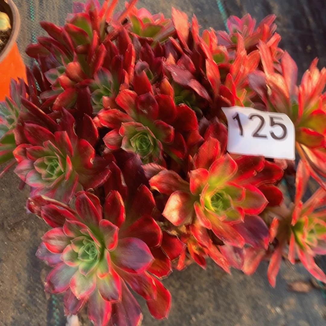 125安娜多肉植物