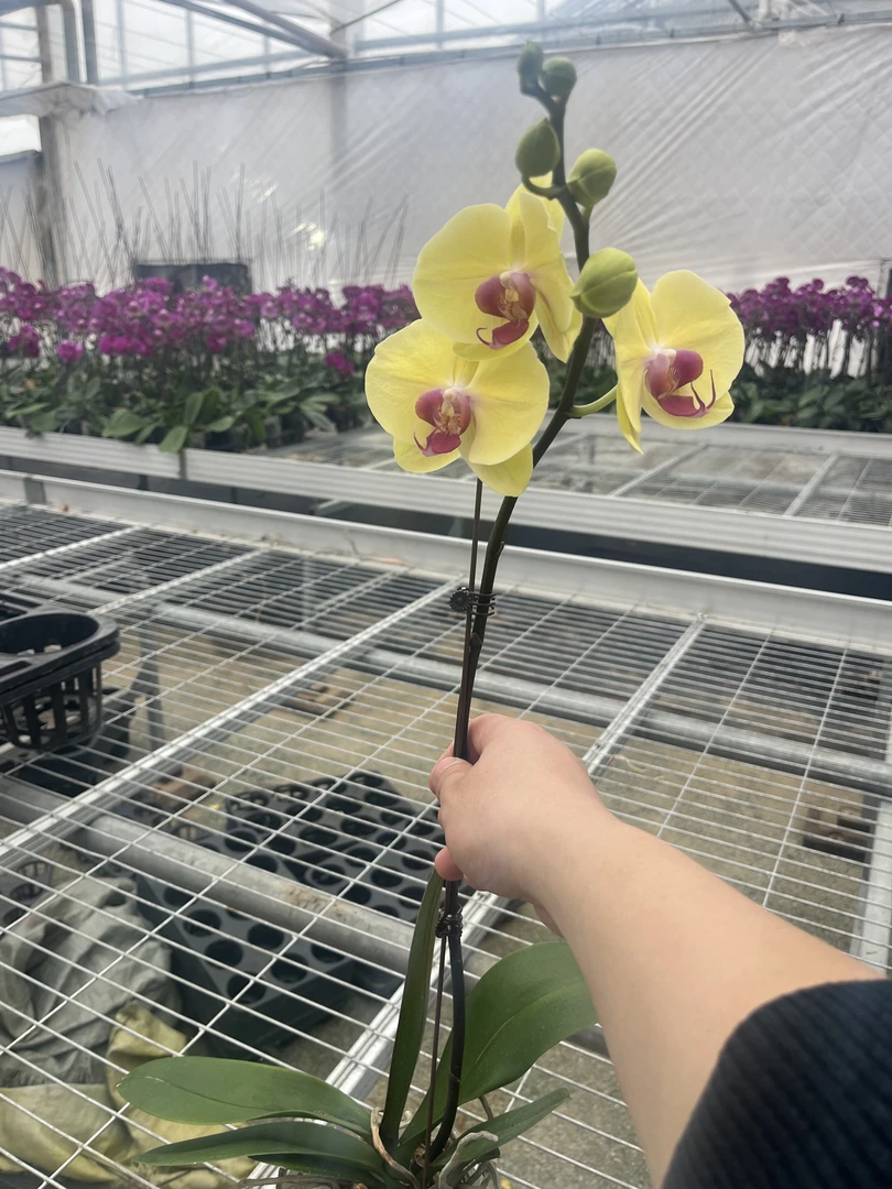 蝴蝶兰【黄金美人】带花带花苞丝绒质感大花