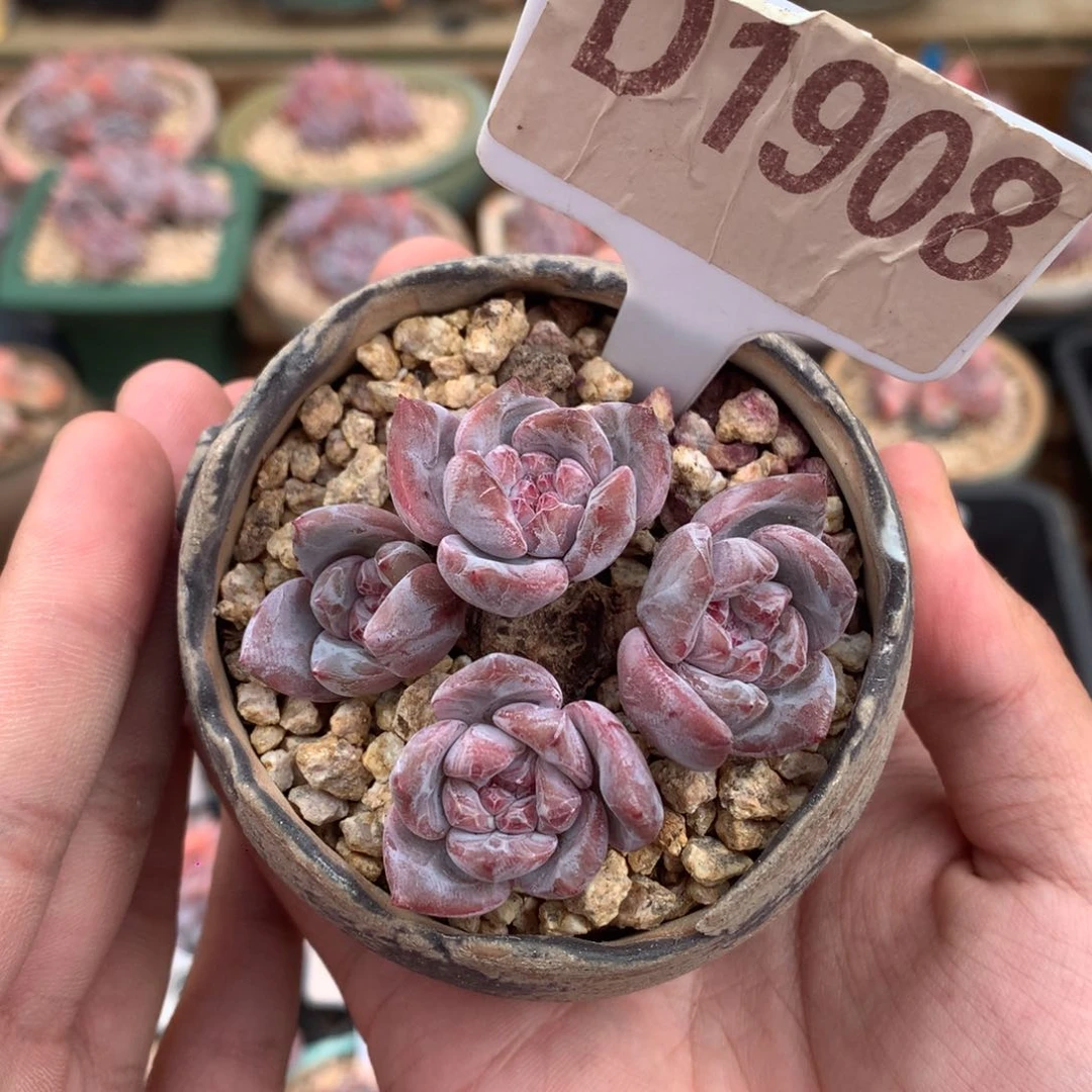 D1908 星影老桩 有砍 5cm