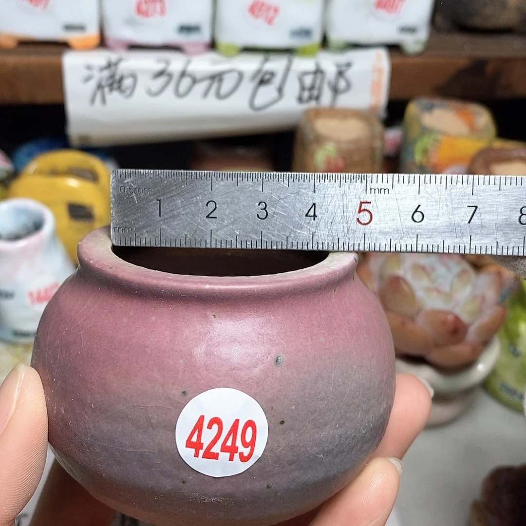 红陶拍5送一个小